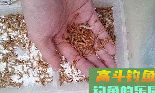 冬季怎样才能钓到草鱼?五个技巧可以讲清楚 冬季怎样才能钓到草鱼?五个技巧可以讲清楚