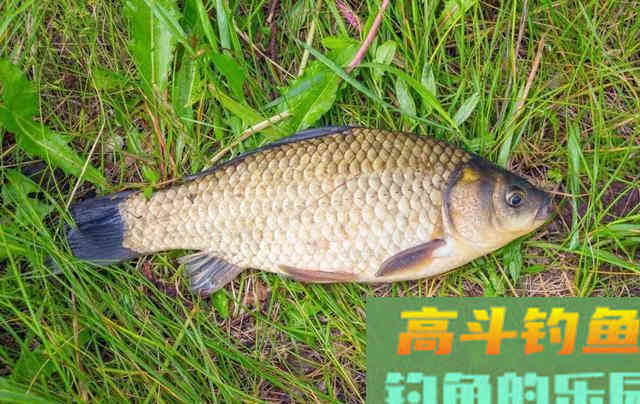 降温天大物塘无缘大物，浅水沟垂钓板鲫技巧
