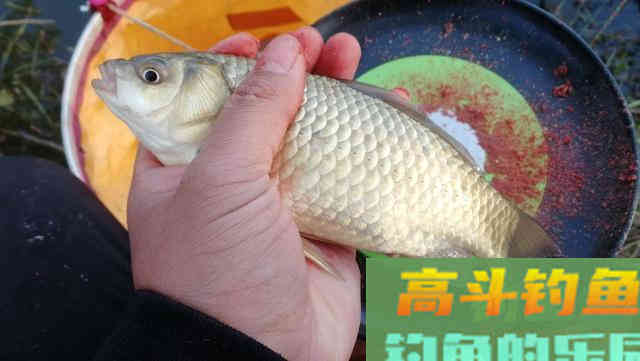 早春学会这样钓鲫鱼，简单实用渔获多