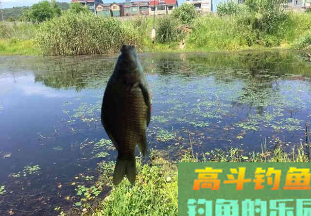 都知道钓鲫鱼要找水草,但很多人忽略了第二步 都知道钓鲫鱼要找水草,但很多人忽略了第二步