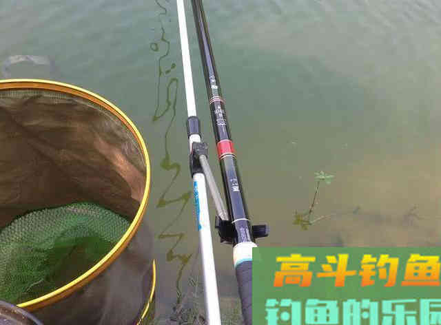 鳊鱼嘴馋属于傻鱼,分享一种特效饵和三种钓法 鳊鱼嘴馋属于傻鱼,分享一种特效饵和三种钓法
