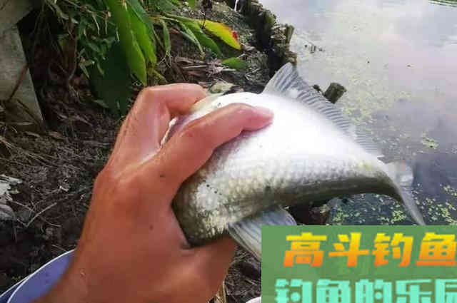 难怪鳊鱼接二连三的上，原来这才是爆护的不二法门