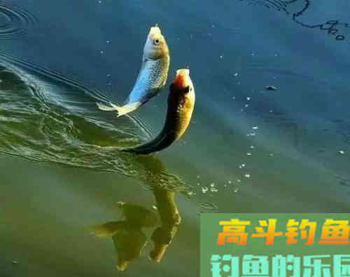 对于夏季上浮的鲫鱼，很多人束手无策