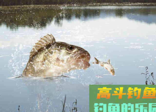 学会这几个钓鲈鱼技巧，每次出钓让你从不空手而归