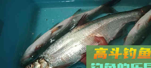 那些看不上白条的钓鱼人，钓了几年空军几年