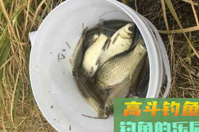 天冷时，宁可不用台钓也要用这鲫鱼钓法，塘主说不准用