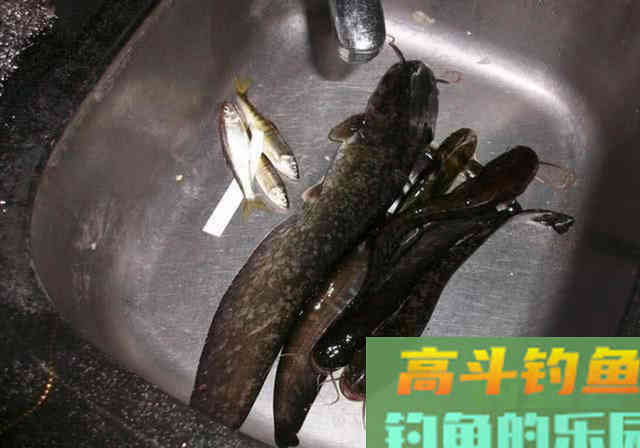 钓鲶鱼的四种动物荤饵,的实用技巧 钓鲶鱼的四种动物荤饵,的实用技巧