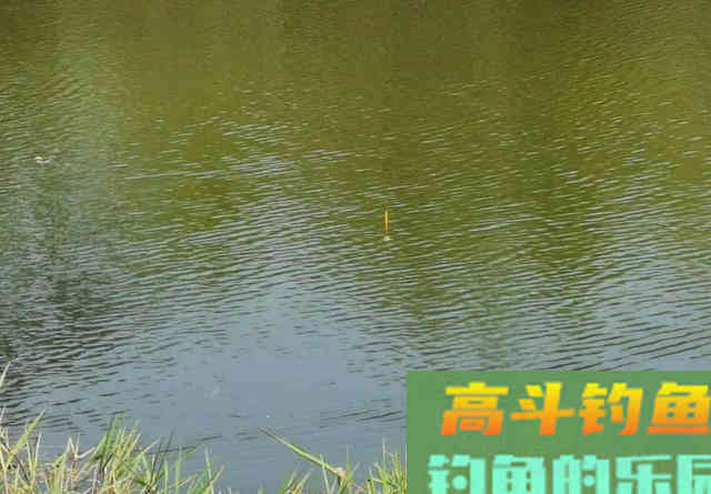 钓鲢鳙打不到正口？那是提竿不及时