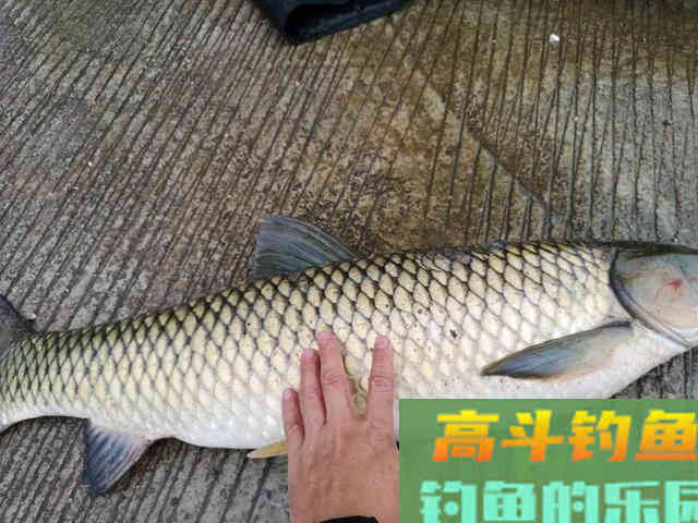 夏天野钓草鱼全攻略,钓位最重要,饵料岸边就有 夏天野钓草鱼全攻略,钓位最重要,饵料岸边就有