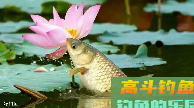钓草鱼怎么选钓位？这些地方要注意