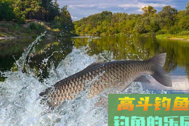 夏钓草鱼全攻略,看懂弄明白,想钓草鱼就是这么简单 夏钓草鱼全攻略,看懂弄明白,想钓草鱼就是这么简单