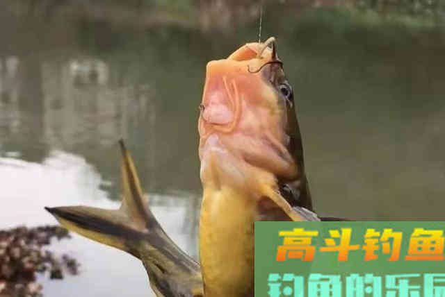夏钓对付黄骨鱼,万万不可少了这钓法 夏钓对付黄骨鱼,万万不可少了这钓法