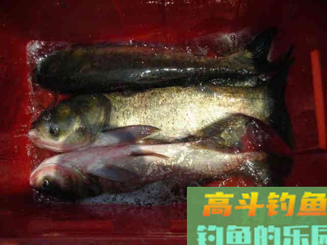 两种鲢鳙的简单钓法,和钓鲢鳙的饵料配方 两种鲢鳙的简单钓法,和钓鲢鳙的饵料配方