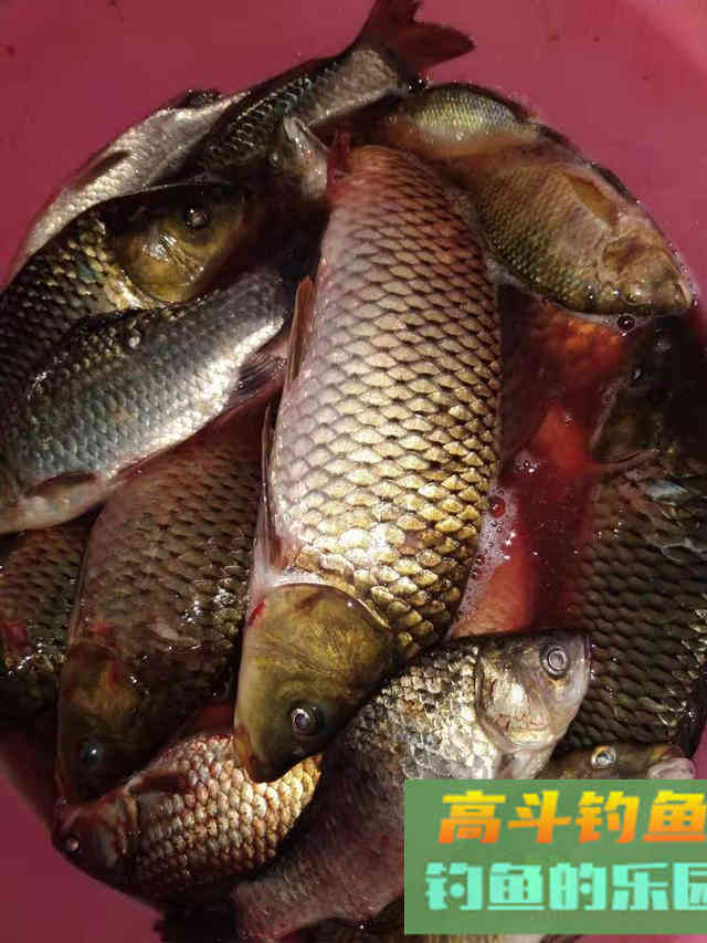 深秋钓大板鲫全攻略，冰柜已塞满，饵料可以自制