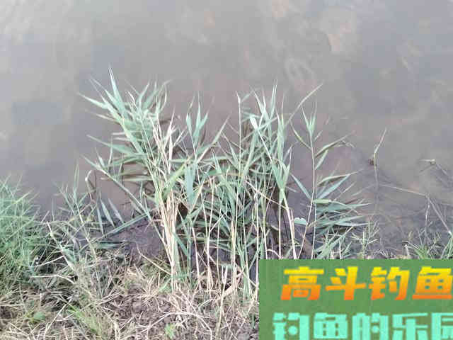 草鱼很贪吃，那么对于钓鱼人来说就好办