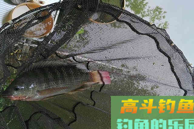 看看这些垂钓罗非心得，对你钓鱼有帮助