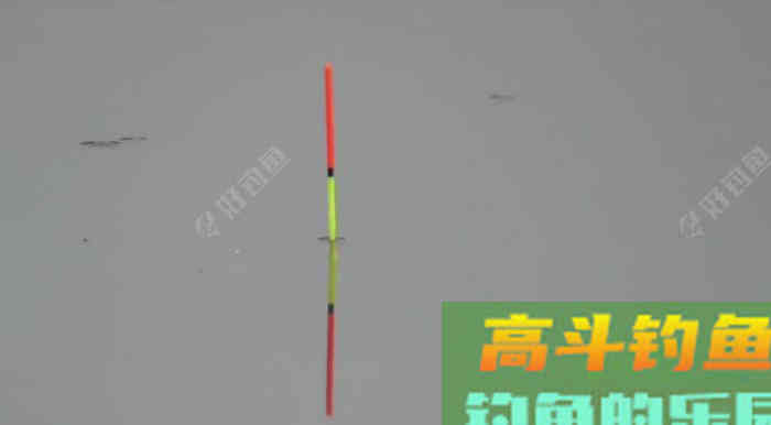 野钓鲫手不离竿的必要性分析,教你野钓好鲫鱼 野钓鲫手不离竿的必要性分析,教你野钓好鲫鱼