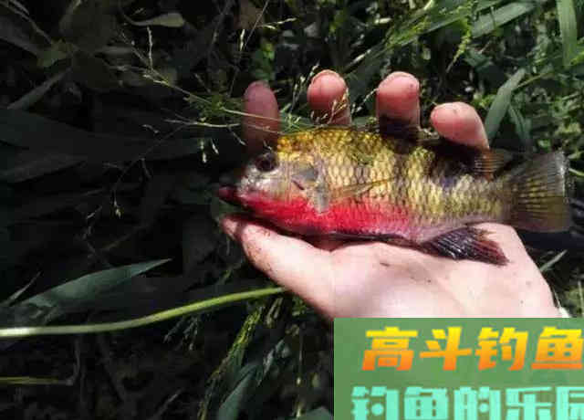 罗非鱼爱谈恋爱,钓鱼人利用此特性,将其一窝端 罗非鱼爱谈恋爱,钓鱼人利用此特性,将其一窝端