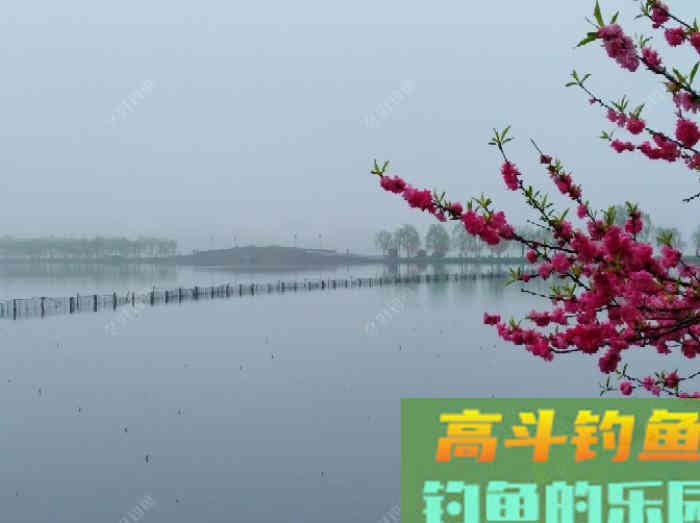 有效钓鲫鱼的3个办法，做窝补窝和调钓，和应对技巧