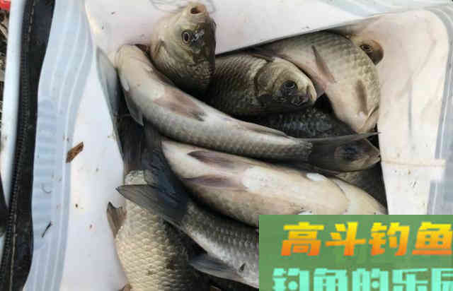 如何利用串钩钓法钓好鲫鱼的一些基本要领