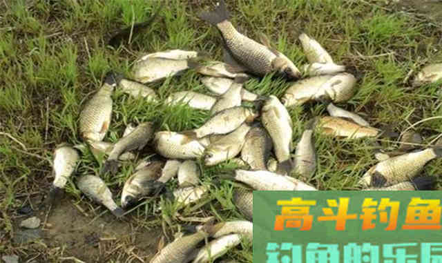 秋分之前钓鲫鱼,钓饵做到这两点 秋分之前钓鲫鱼,钓饵做到这两点