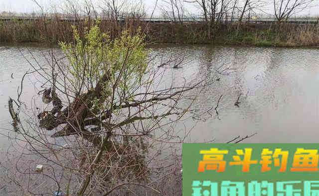 过了霜降鲫鱼开始扎堆,下竿之前先找鱼窝 过了霜降鲫鱼开始扎堆,下竿之前先找鱼窝