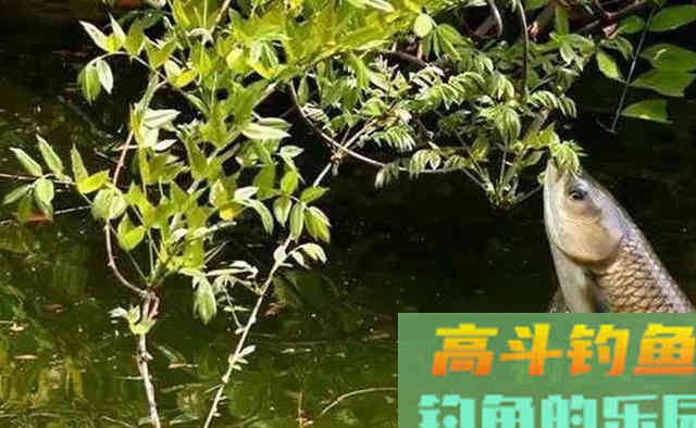 白露之后钓草鱼，注意钓法要变一变