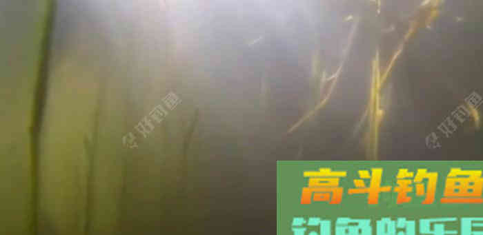 野钓策(19)鲫鱼习性与施钓的关联性 野钓策(19)鲫鱼习性与施钓的关联性