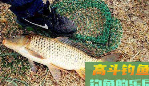 天气回暖，想要大鲤鱼，三个基本原则跑不了