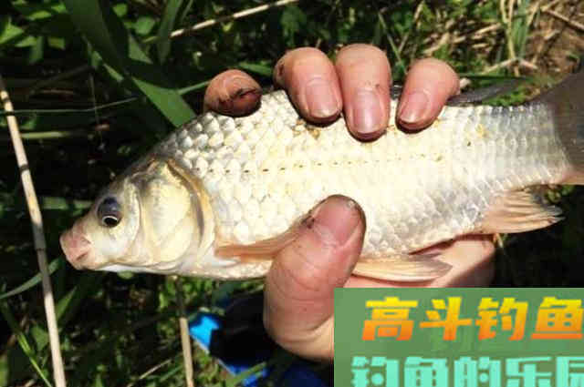 十月了鲫鱼都藏在这地方，钓过的人都说好