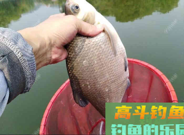 全方位谈钓鳊鱼的见解与体会，助你钓获大鳊鱼