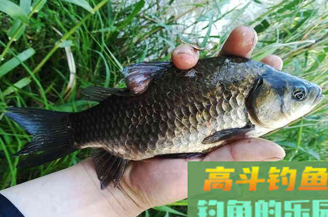 大板鲫不是你想钓就能钓,用对方法才有可能钓到 大板鲫不是你想钓就能钓,用对方法才有可能钓到