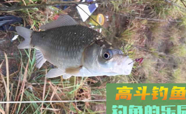 出钓前抓住这一点，搞定春季鲫鱼