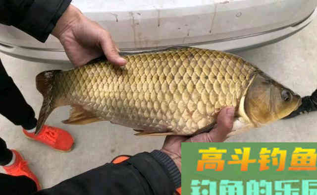 秋钓大鲫鱼，这三招偷偷告诉你，爆护了记得告诉我