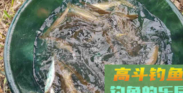 真正会钓鱼的才喜欢钓白条！看他是不是垂钓高手钓会白条就知道了
