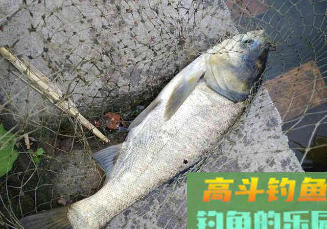 鲢鳙并非稀有鱼种，为何一些水域不让钓？老板说出真相