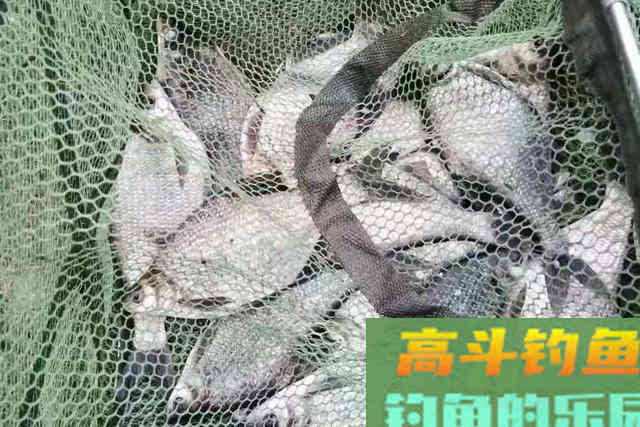难怪鳊鱼越钓越过瘾，春季用这种钓法，新手变老司机