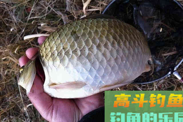 一提冬钓，我只喜欢用这方法对付鲫鱼