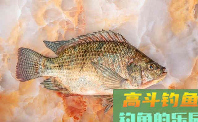 入侵我国河流的罗非鱼,到底有多可怕 入侵我国河流的罗非鱼,到底有多可怕