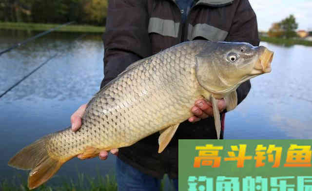 为何咬钩的都是小鲤鱼？是钓法不对，大鲤要有针对性