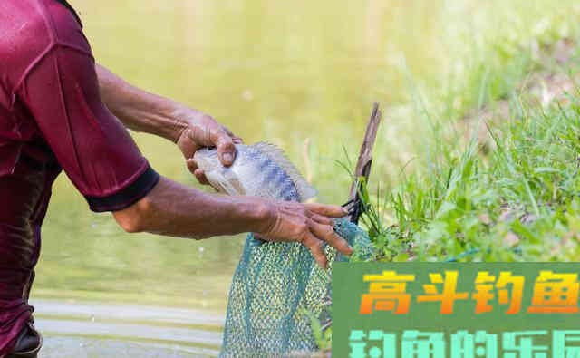 细述黑坑垂钓罗非鱼技巧 细述黑坑垂钓罗非鱼技巧