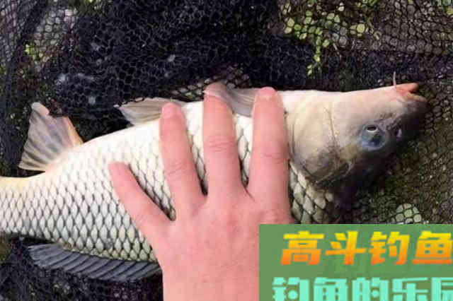 夏天征服鲤鱼，唯独这钓法百用百灵