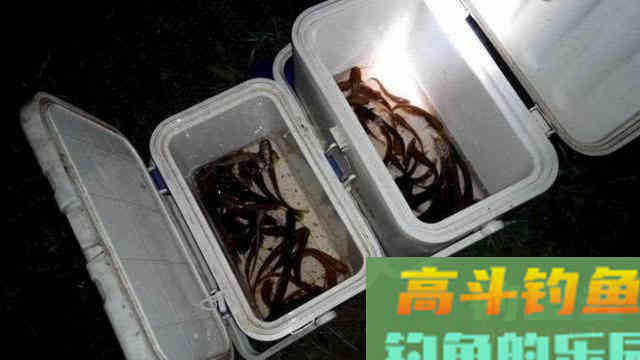 大西南的深山溪流里钓山鲶，这种极品鱼吃起来弹嘴