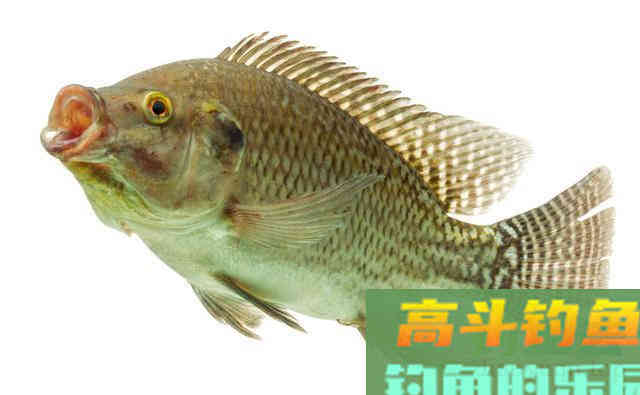 罗非的由来,以及钓罗非的技巧和饵料使用 罗非的由来,以及钓罗非的技巧和饵料使用