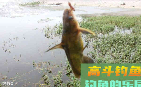 钓黄颡鱼秘诀及钓位怎么找?六个字给你答疑 钓黄颡鱼秘诀及钓位怎么找?六个字给你答疑
