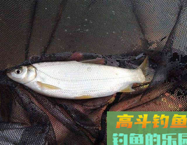 清明后黄尾狂口,技巧鱼攻略分享 清明后黄尾狂口,技巧鱼攻略分享