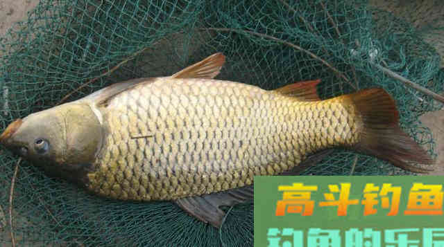 垂钓鲫鱼和鲤鱼，在钓法、钓饵等方面的差异
