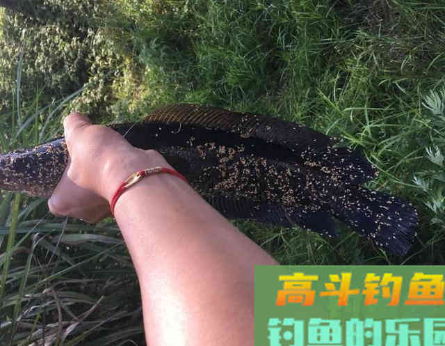 钓黑鱼的黄金季节要到了 钓黑鱼的黄金季节要到了