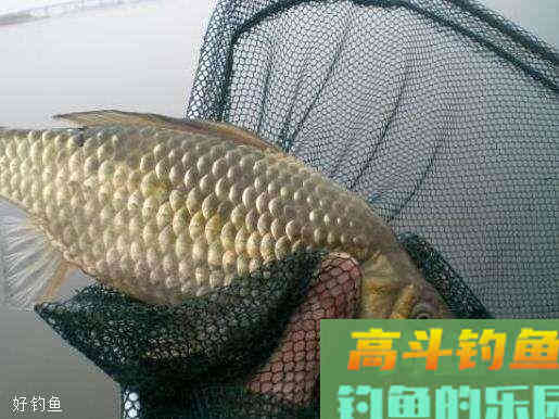 三个秋季钓鲫鱼技巧