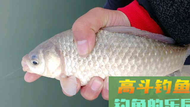春钓大鲫鱼,这三种用饵方法别错过 春钓大鲫鱼,这三种用饵方法别错过